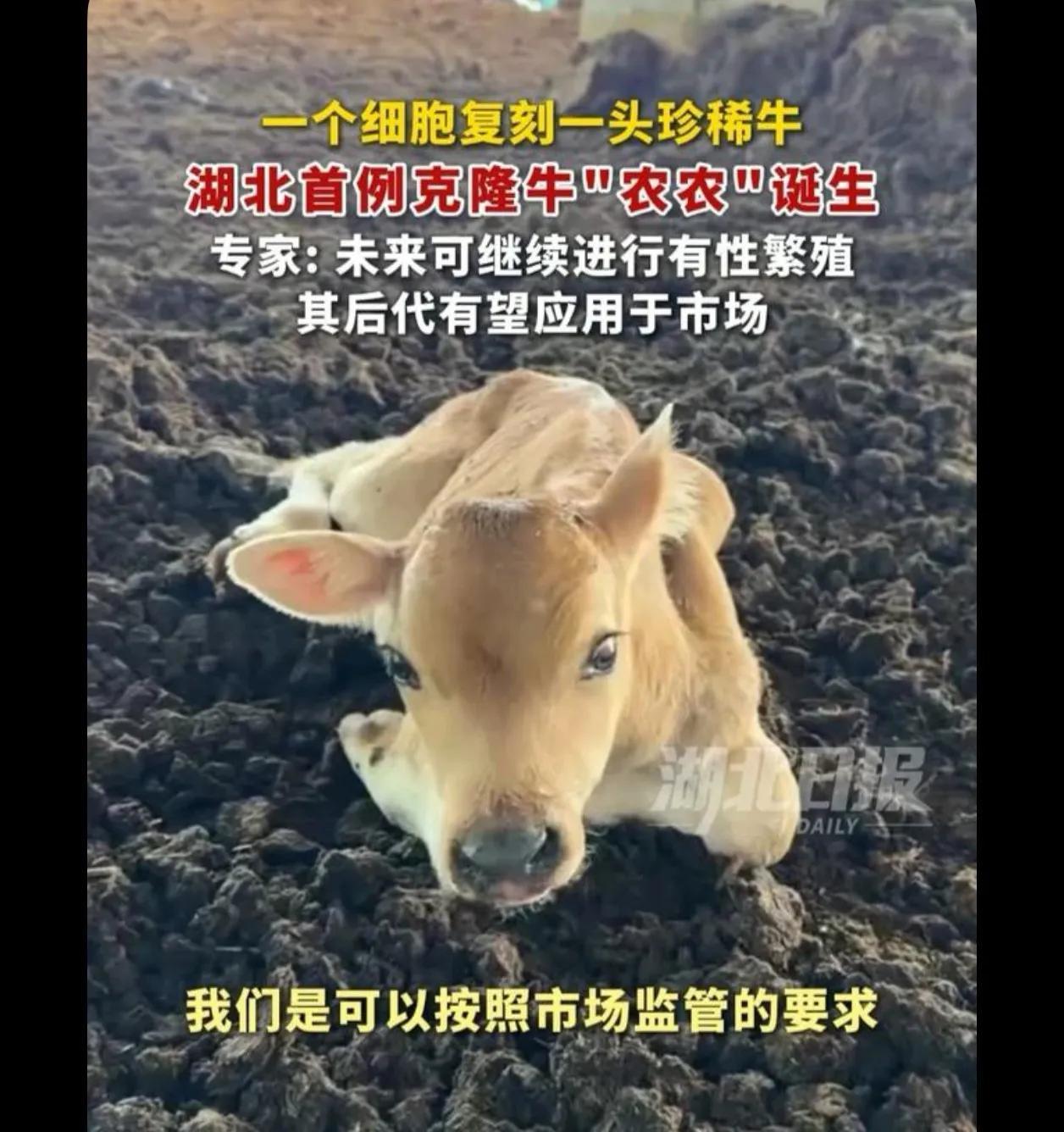 这项目不是全世界已经明令禁止了吗，怎么还有，还是湖北。克隆肉是不能吃的，并且克隆