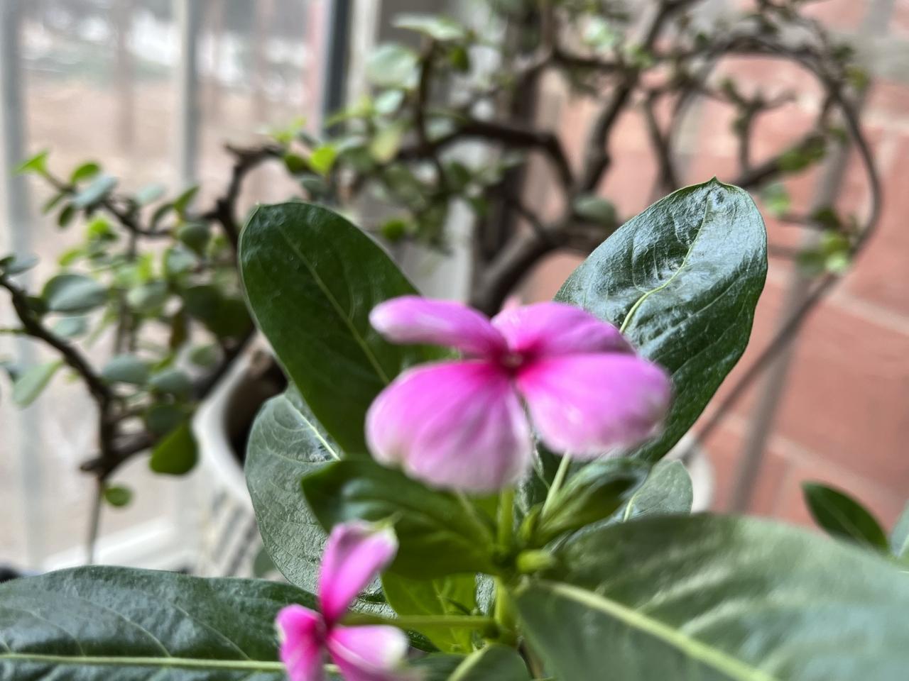《戏题小花》

两朵粉团挤枝桠，
绿叶撑伞护娇娃。

一朵昂头吹喇叭，
一朵低头