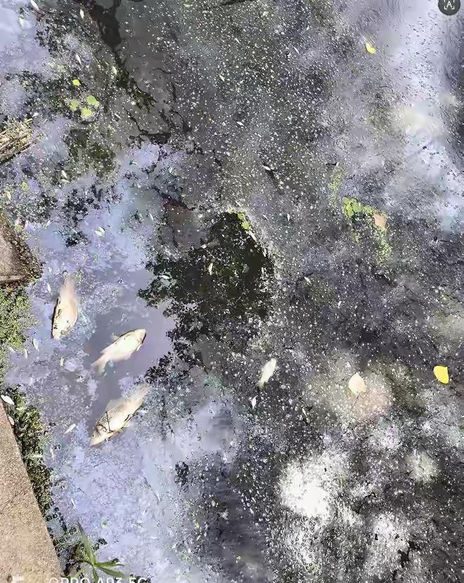 一个村585人有62人身患白血病和癌症，水体变黑，庄稼不长，一家化工厂矗立村头，