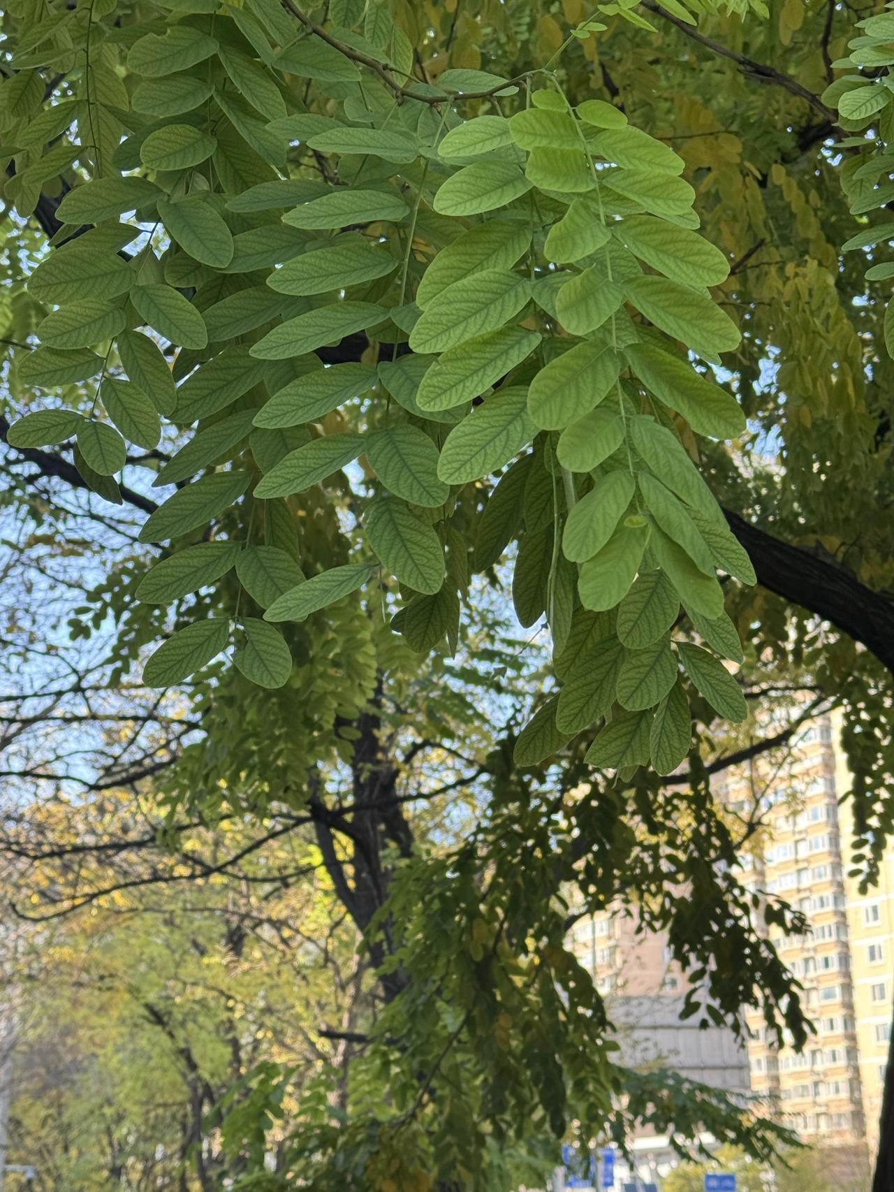 北京的冬天，街角那抹倔强的绿叶，在遍地红黄落叶的映衬下格外醒目。它知道自己终将变