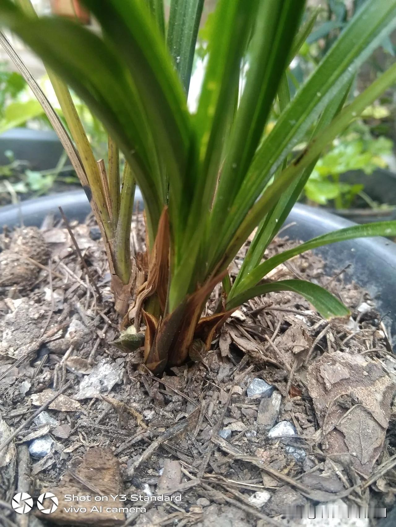 这盆剑阳谍，去年四月份，朋友要两苗，所以我分苗重新种了三盆，今年夏天高温天气，死