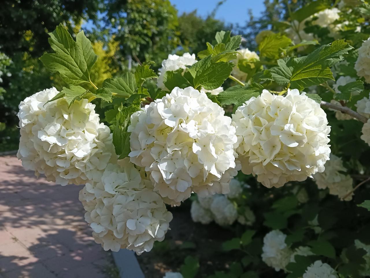 分享我这周有趣的事：久居芝兰之室而不闻其香。院子里的欧洲木绣球开了，从豆粒样的花