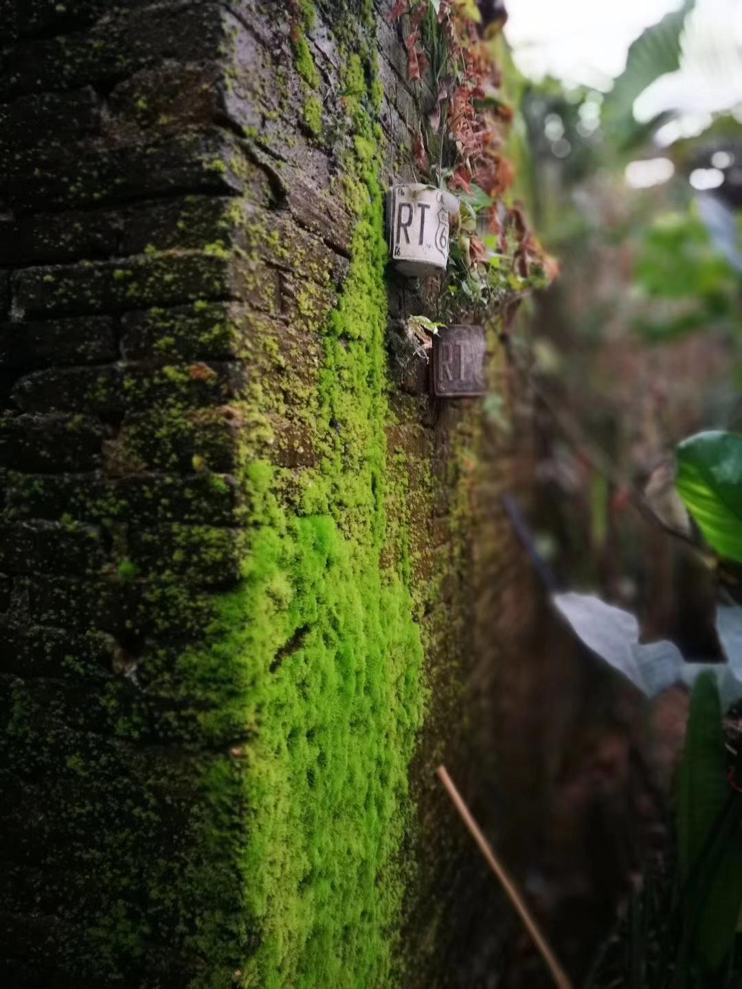 分享随手拍绿植余光扫到脚边一丛野绿，鹅黄绿叶拱破直上，镜头随手一框，倒比花坛里的