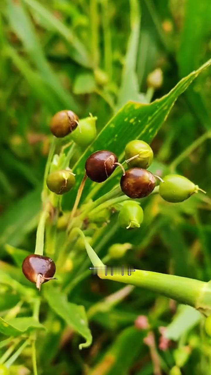 草珠。
这是七八十年代农村河边常见的植物，它叫草珠子。小时候拿它用针一颗颗串起来