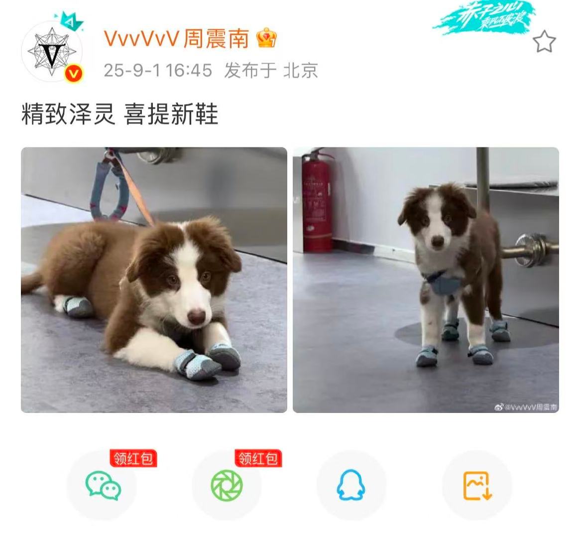 周震南的狗喜提新鞋 精致泽灵喜提新鞋～周震南的狗和他一样潮流～ ​​​