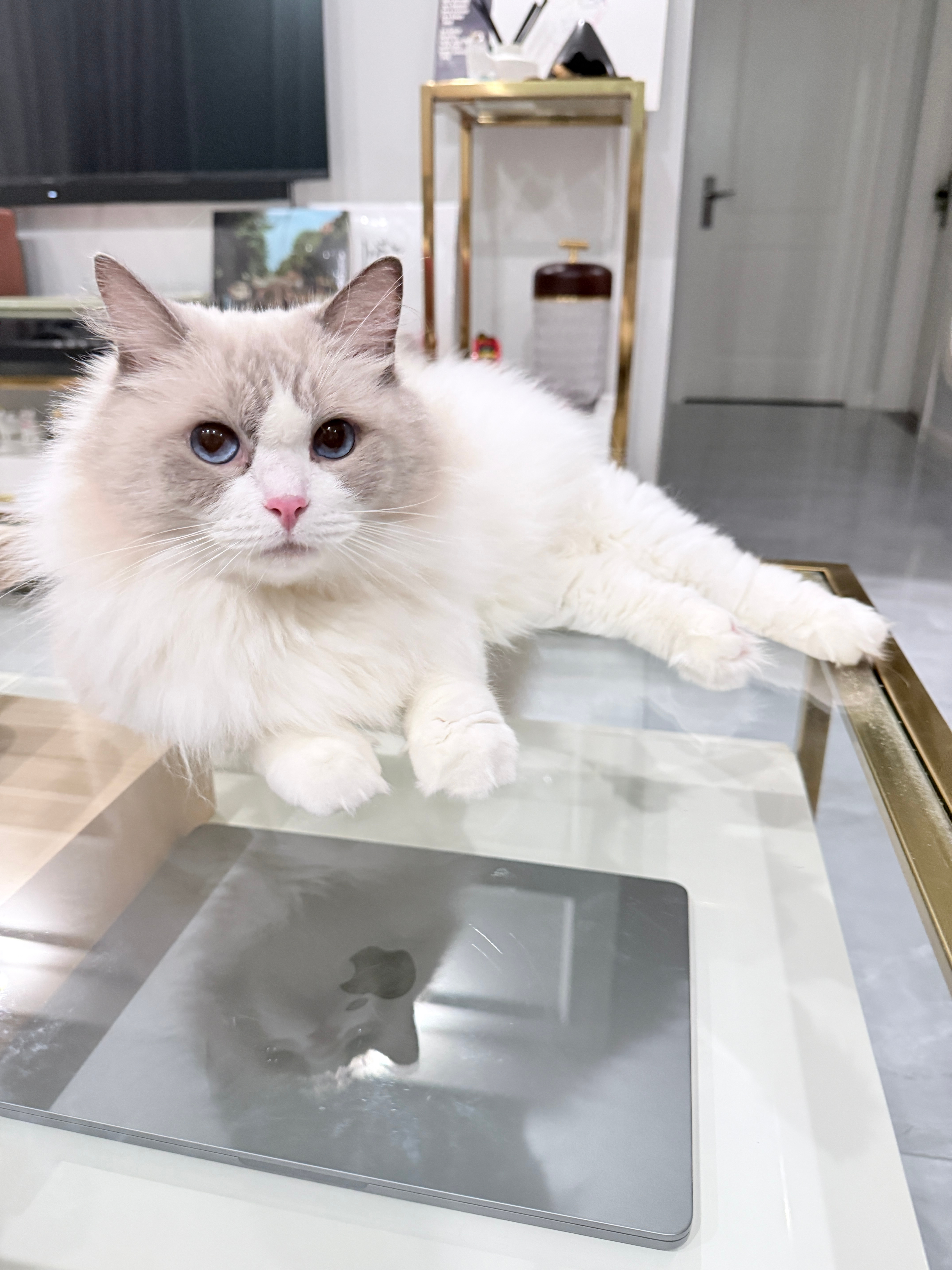 仙女猫 ​​​