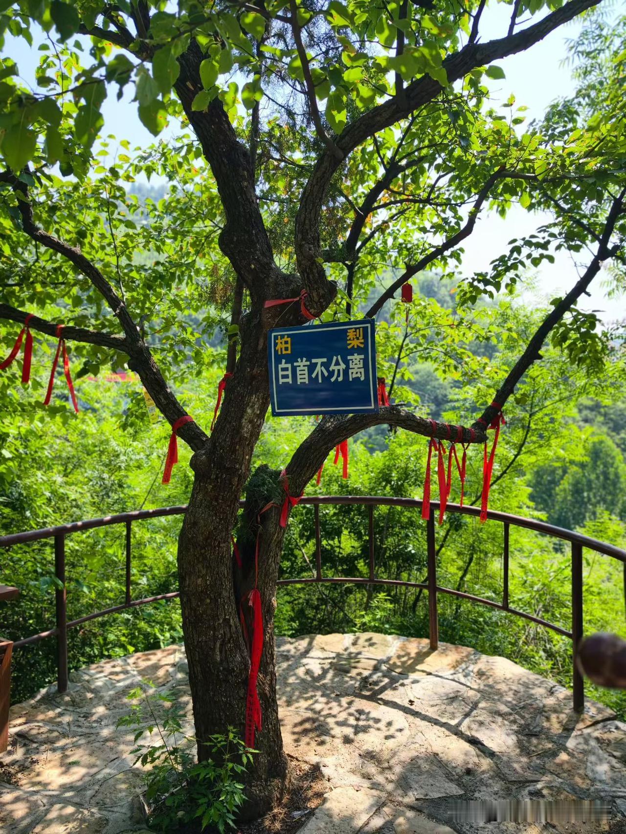 十一也没啥好玩的，吃吃转转，多看看身边的风景十一月假期旅游