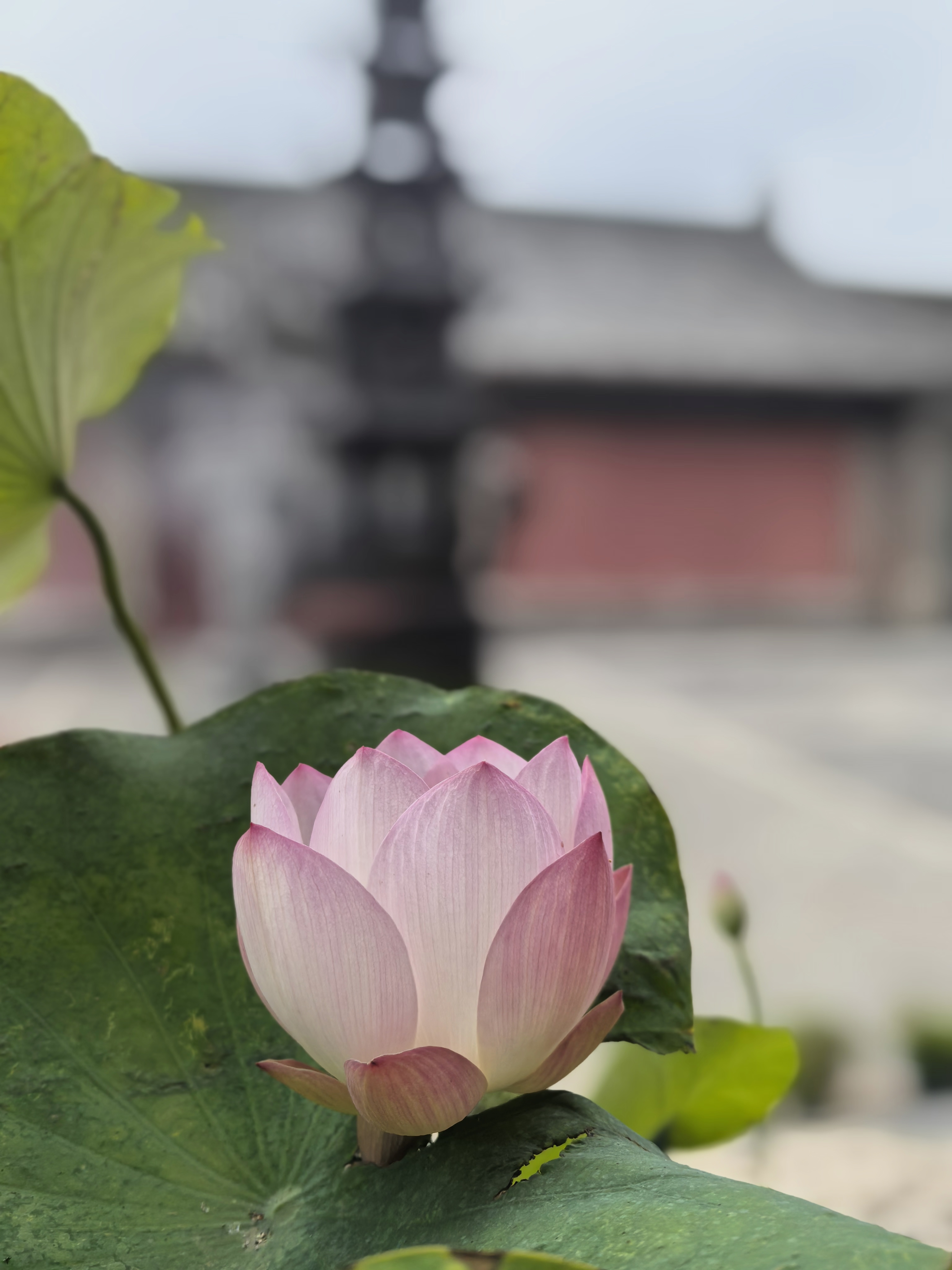 一切现成：佛法本自具足，不假修成 "一切现成"四字，是法眼宗之宗纲，亦是宗门修行