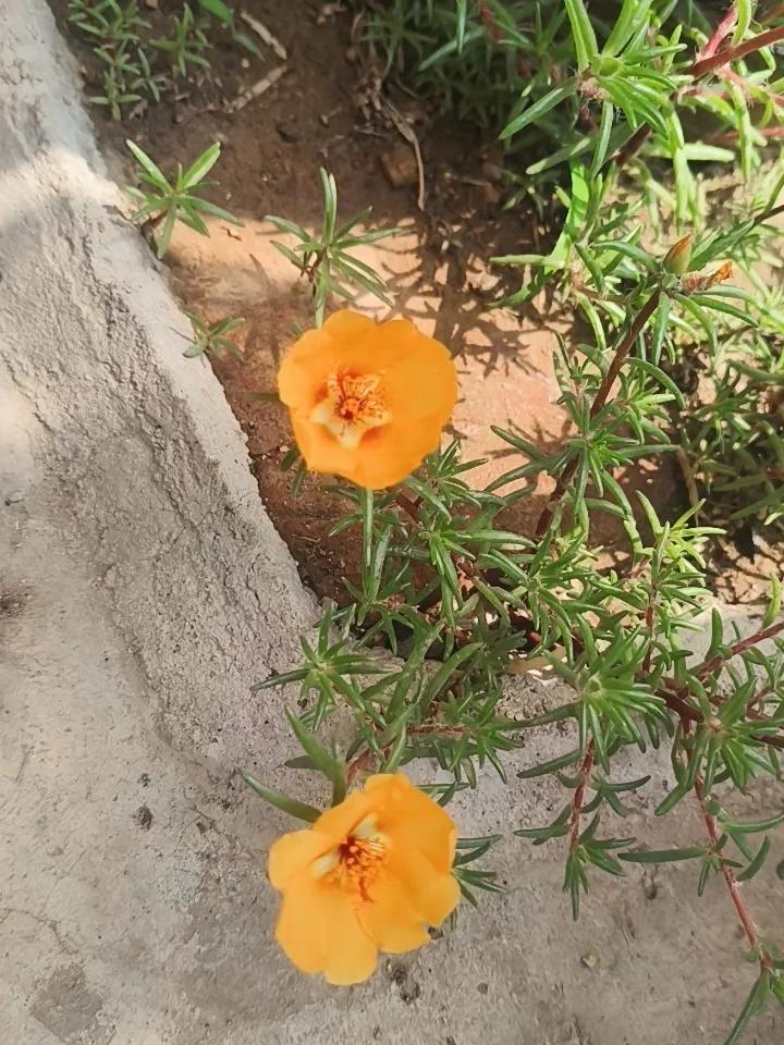 下面的花朵是最普通不过了，叫法不一。您们那边叫它什么名字啊？
拍摄于肥城市潮泉镇