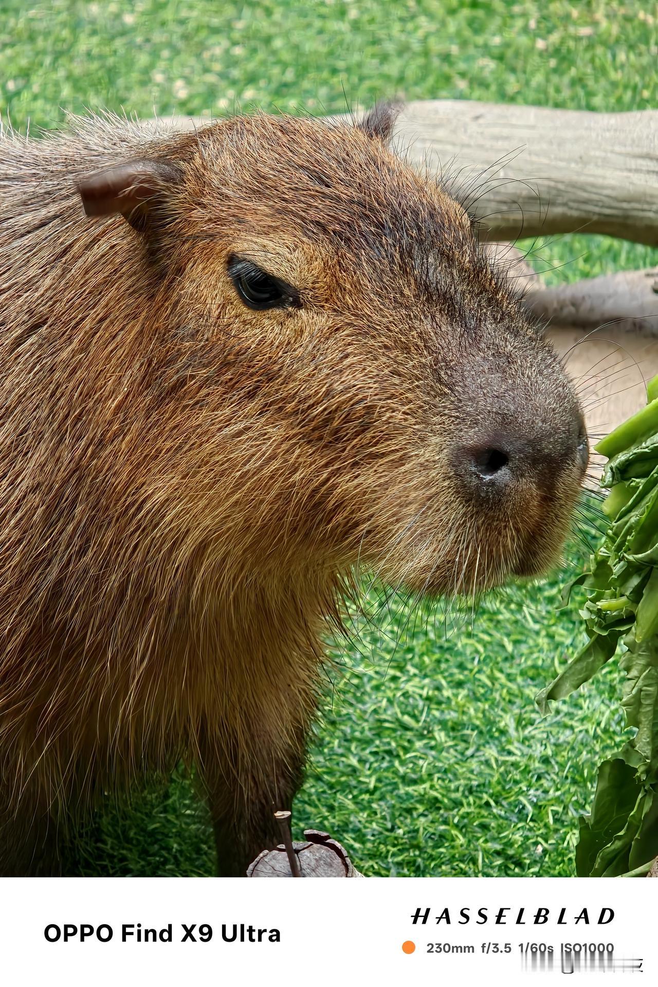 用OPPOFindX9Ultra的10倍光学长焦镜头拍摄的广州长隆野生动物世界的