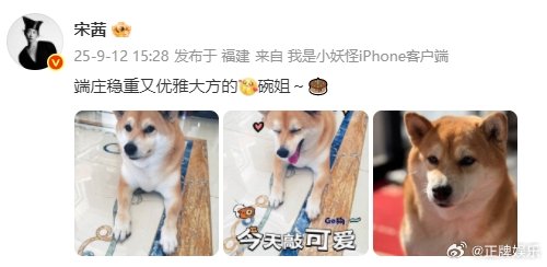 宋茜给狗狗庆生宋茜晒照为狗狗过生日宋茜晒照为狗狗过生日,好温婉的公主碗姐[收到]