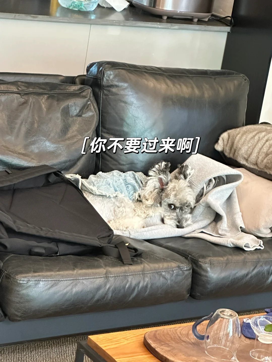 假孕小狗，每天担心小鸟宝宝被偷