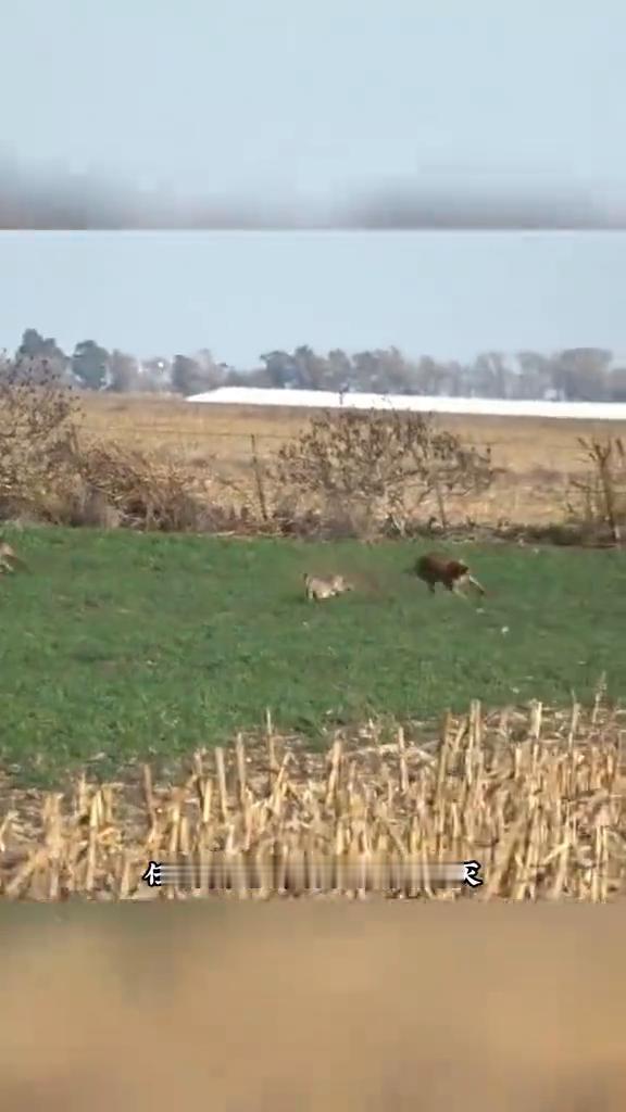 都说我这奋力一跳，使出了洪荒之力，殊不知为了生存，我只不过是把骨髓熬成了灯油，我