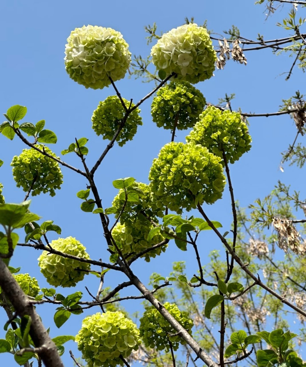 绣球？你怎么长在树上？ 