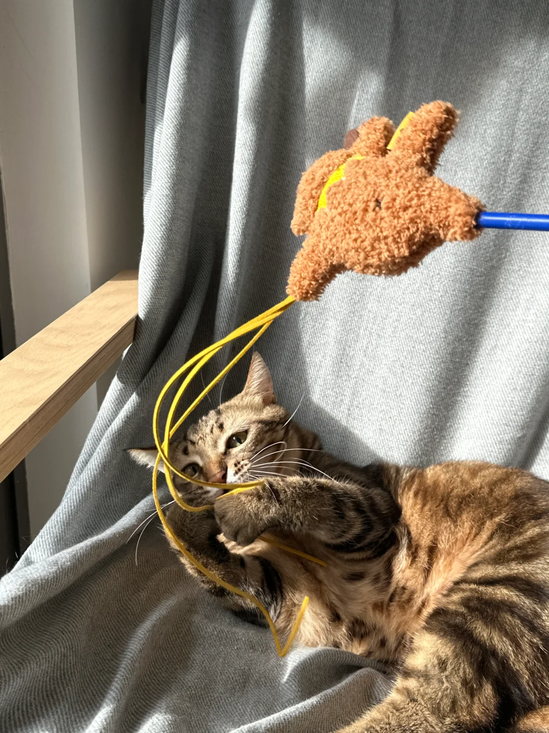 养猫的姐妹们！这逗猫棒他们是真喜欢🤩