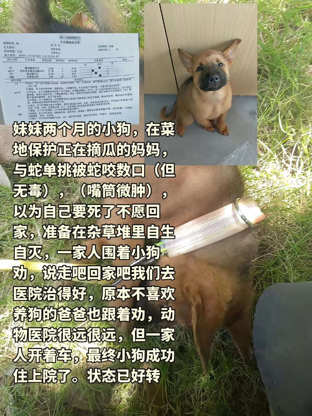可以代dean，忠诚的笨拙的天真的甜蜜的愚蠢的善良的 