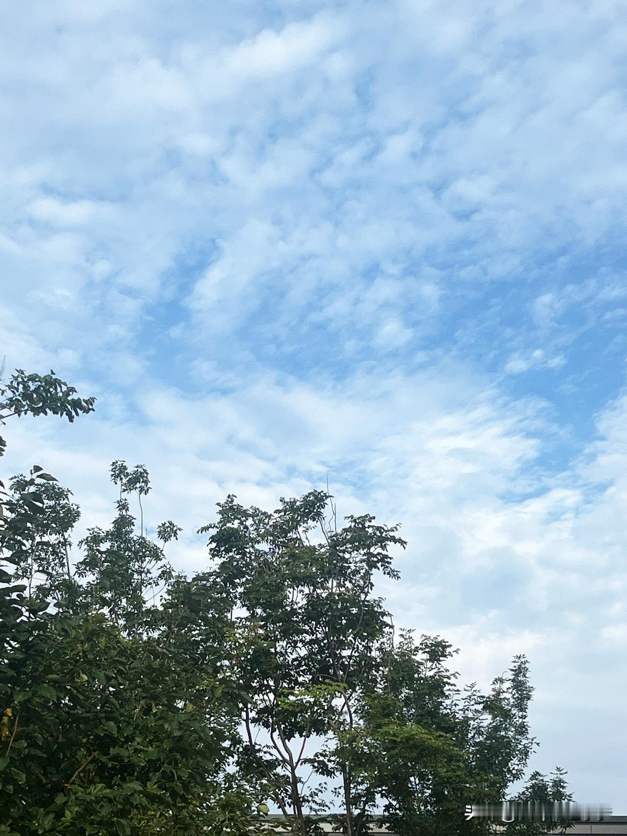 蓝天、白云、绿叶相约在此讲述这个夏季的故事。