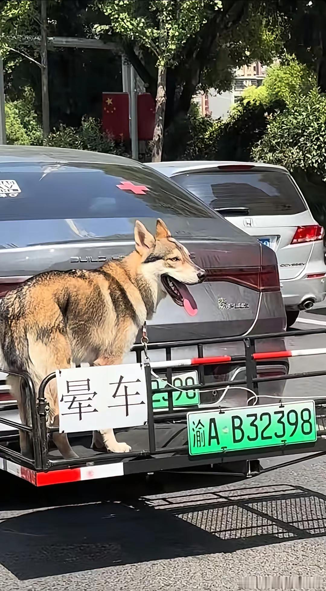 偶遇狗子晕车，狗主人替狗改装敞篷车，太有爱了大v聊车 ​​​
