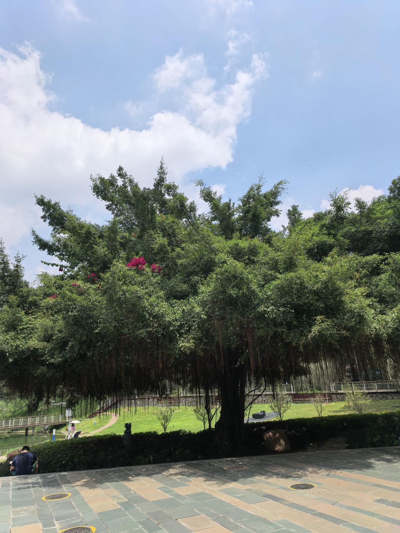 分享一张你最近随拍的照片万绿丛中一点红，动人春色不须多。