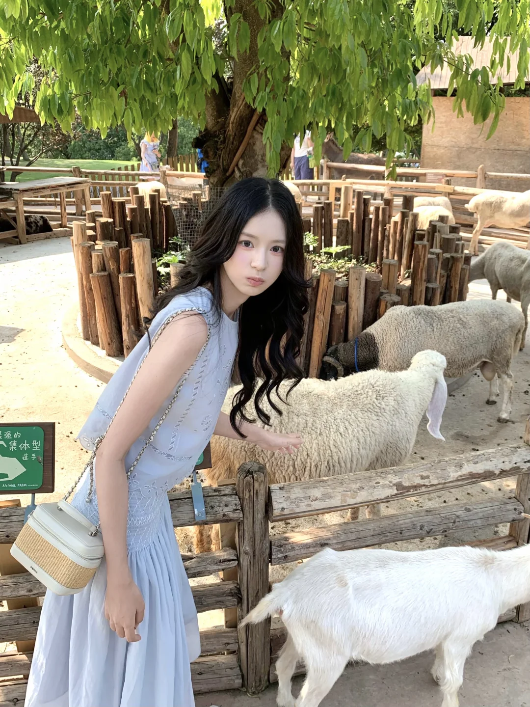 with🐑🫧
