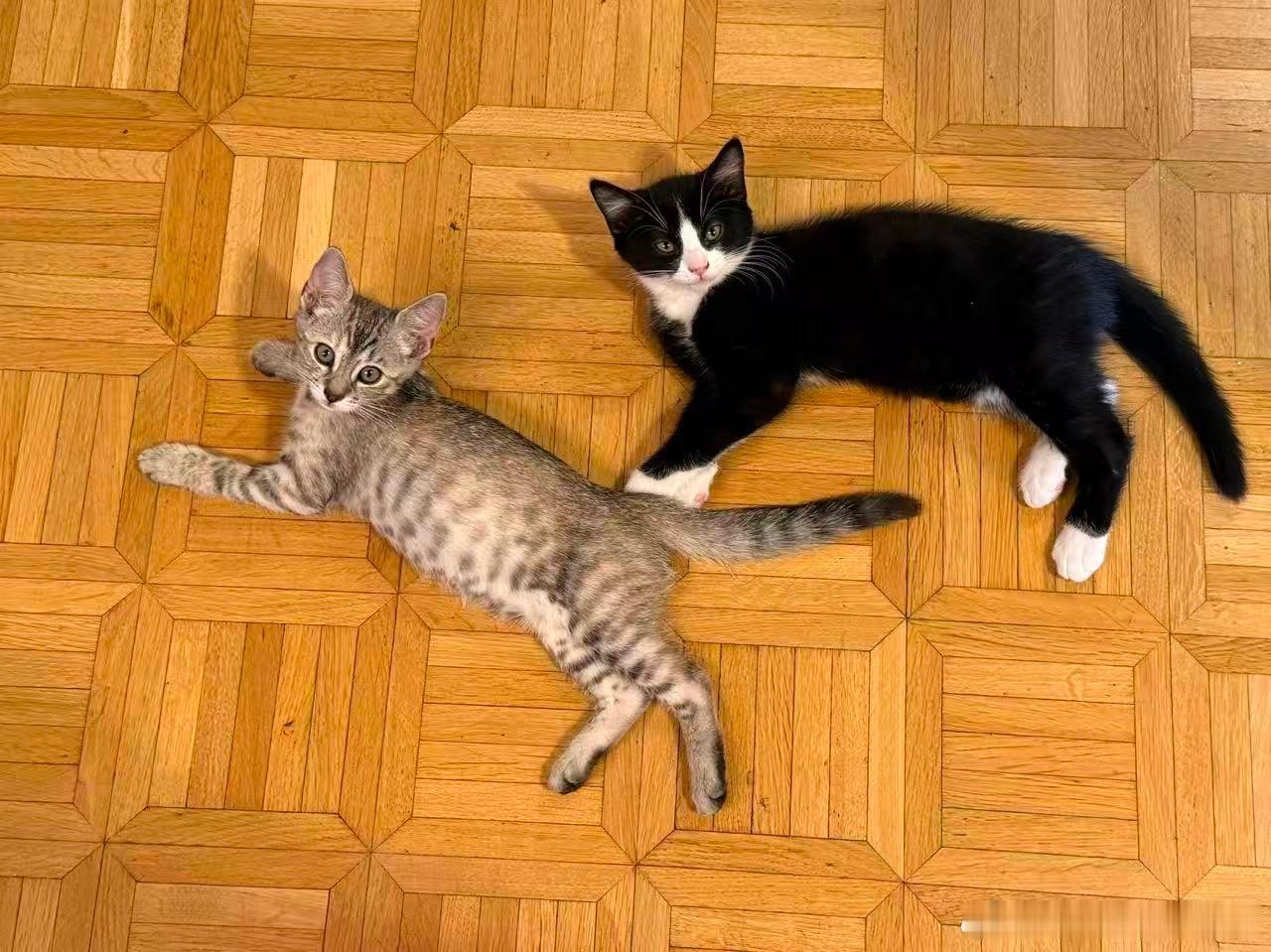 同步的玉玉和uu~🐱🐱 