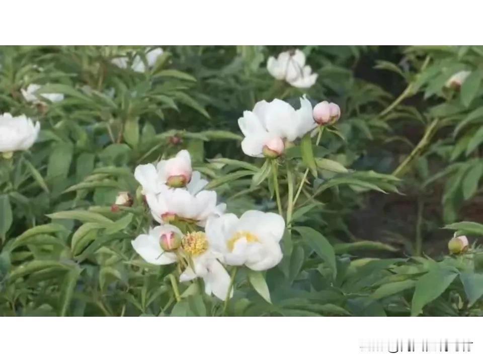 当前药材行情整体向下，属于正常调整，每年产新下滑大部分药材都会下滑，产新后，会根