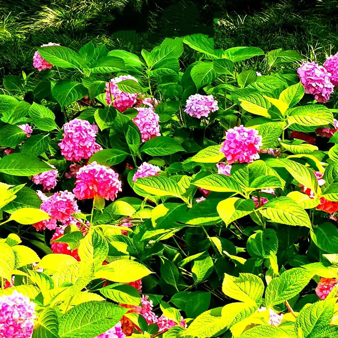 骄阳下的朵朵花儿……