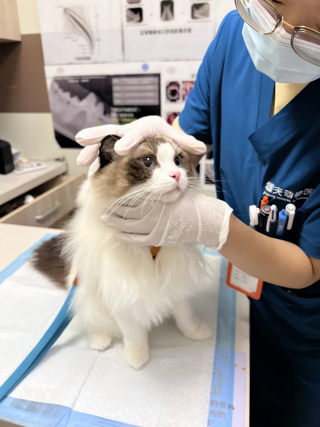 每天刷牙一天2次应该被列入养猫金标准