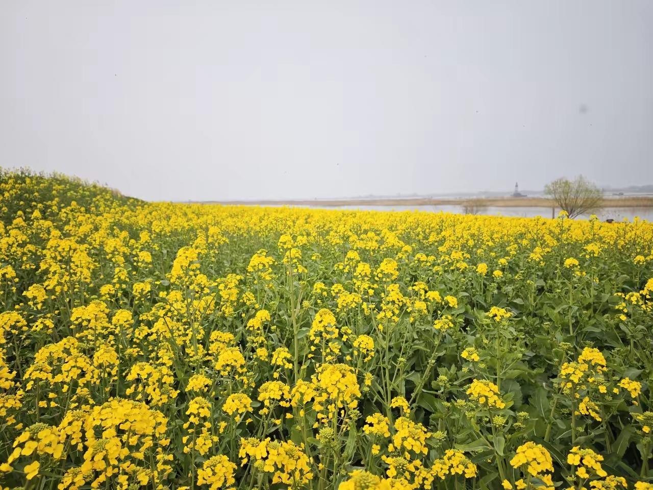 分享一张最近随手拍的照片