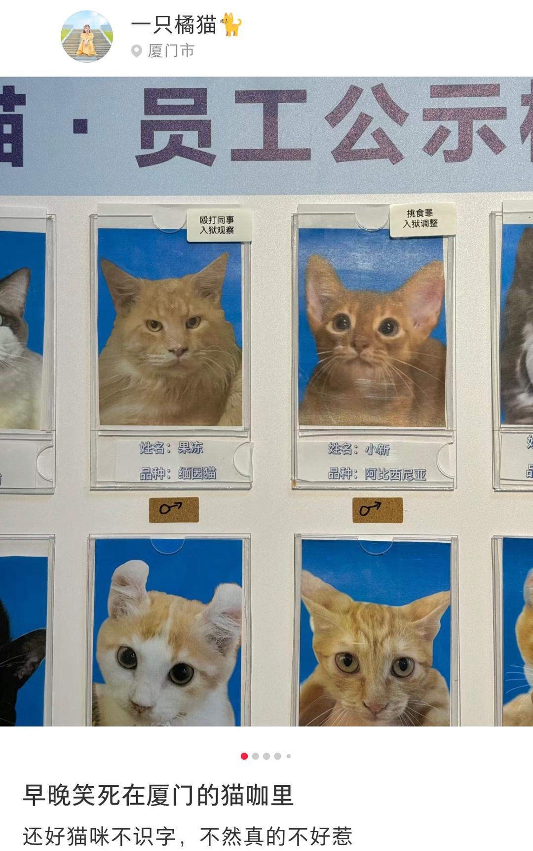 得亏小猫咪不识字 ​​​