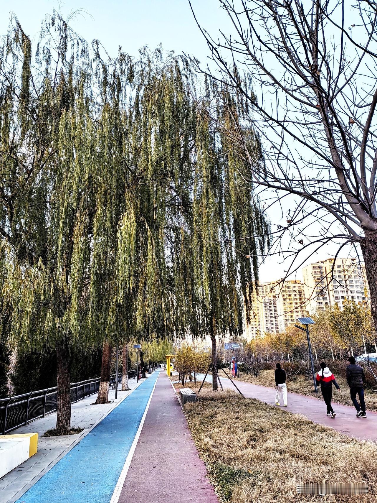 一年有四季春夏秋冬，
四季轮回，冬去春天就到来了。我爱我的家乡石家庄，三月的石家