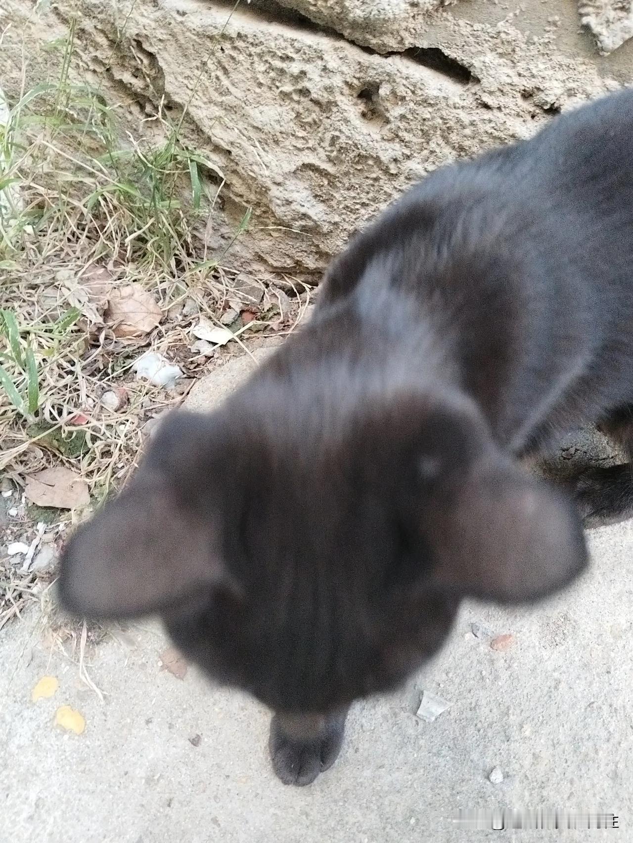 猫咪的心事
一大早看到了猫咪在房角落里，那里吃草，这间事我观察很久了。难道在草是