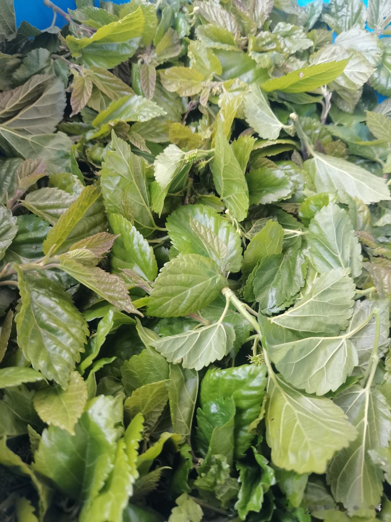 大家认识这是什么树叶吗？
现在人除了电线杆子不吃，啥啥都吃！
荠菜都喜欢吃，可是