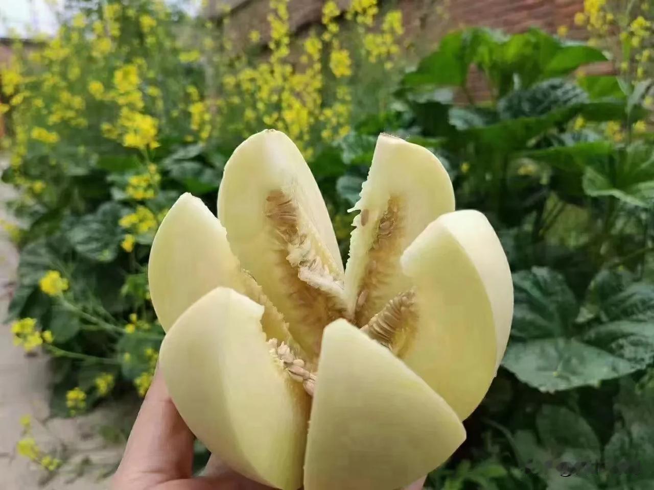 应朋友邀请，来到陕西阎良，在这里真正见到了很出名的小子白瓤甜瓜，刚来这里，一口气