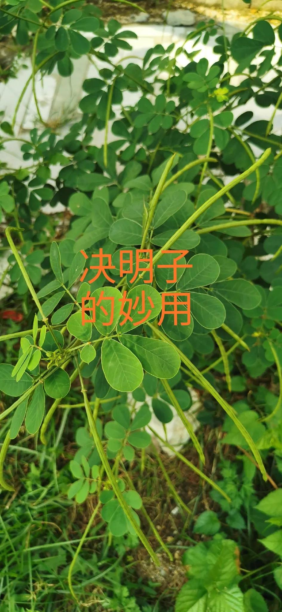 决明子——被低估的养生一宝

在浩如烟海的养生食材与中药材里，决明子就像一颗低调