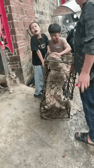 自己家从小养大的狗，为什么要卖给狗贩子？这么做，确实有些太冷酷了，养狗的人都知道