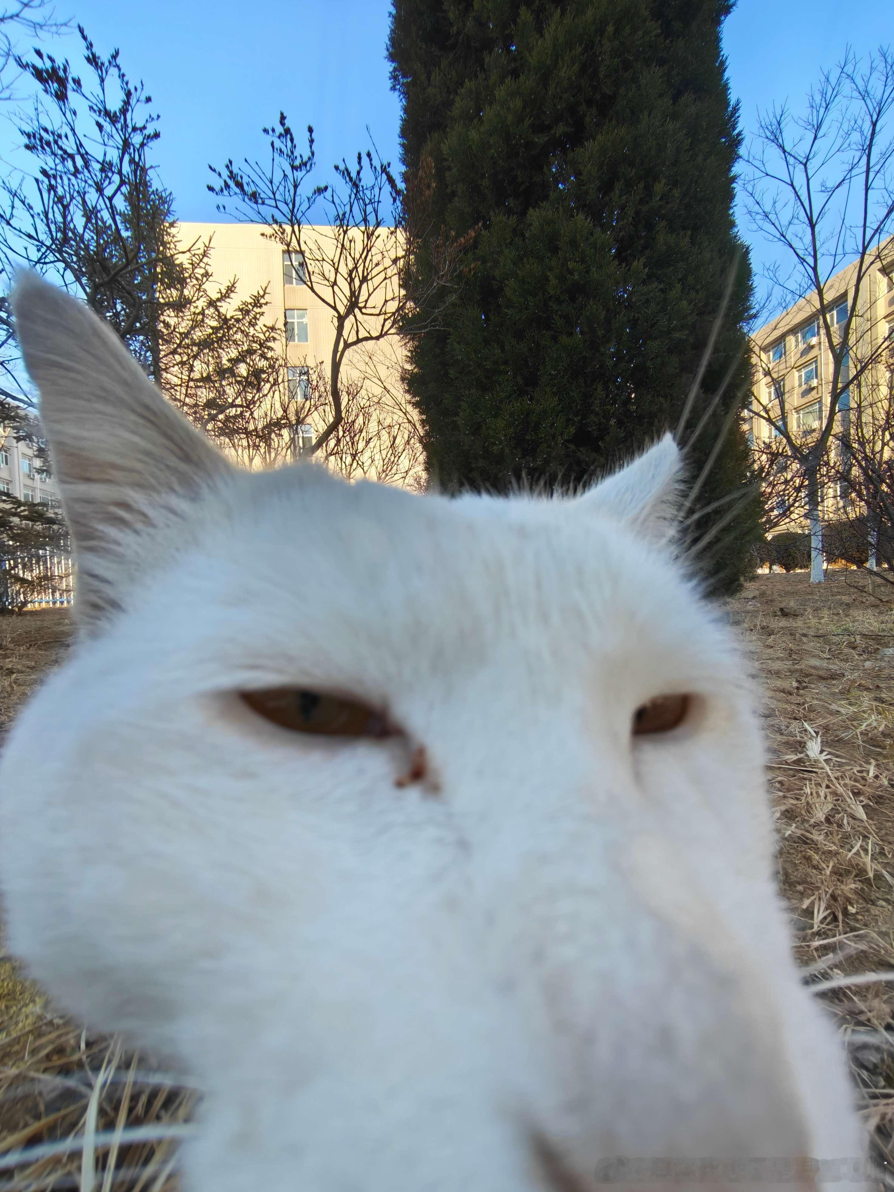 49195【丑猫】一听说能投稿了赶紧带着全家老小来了 