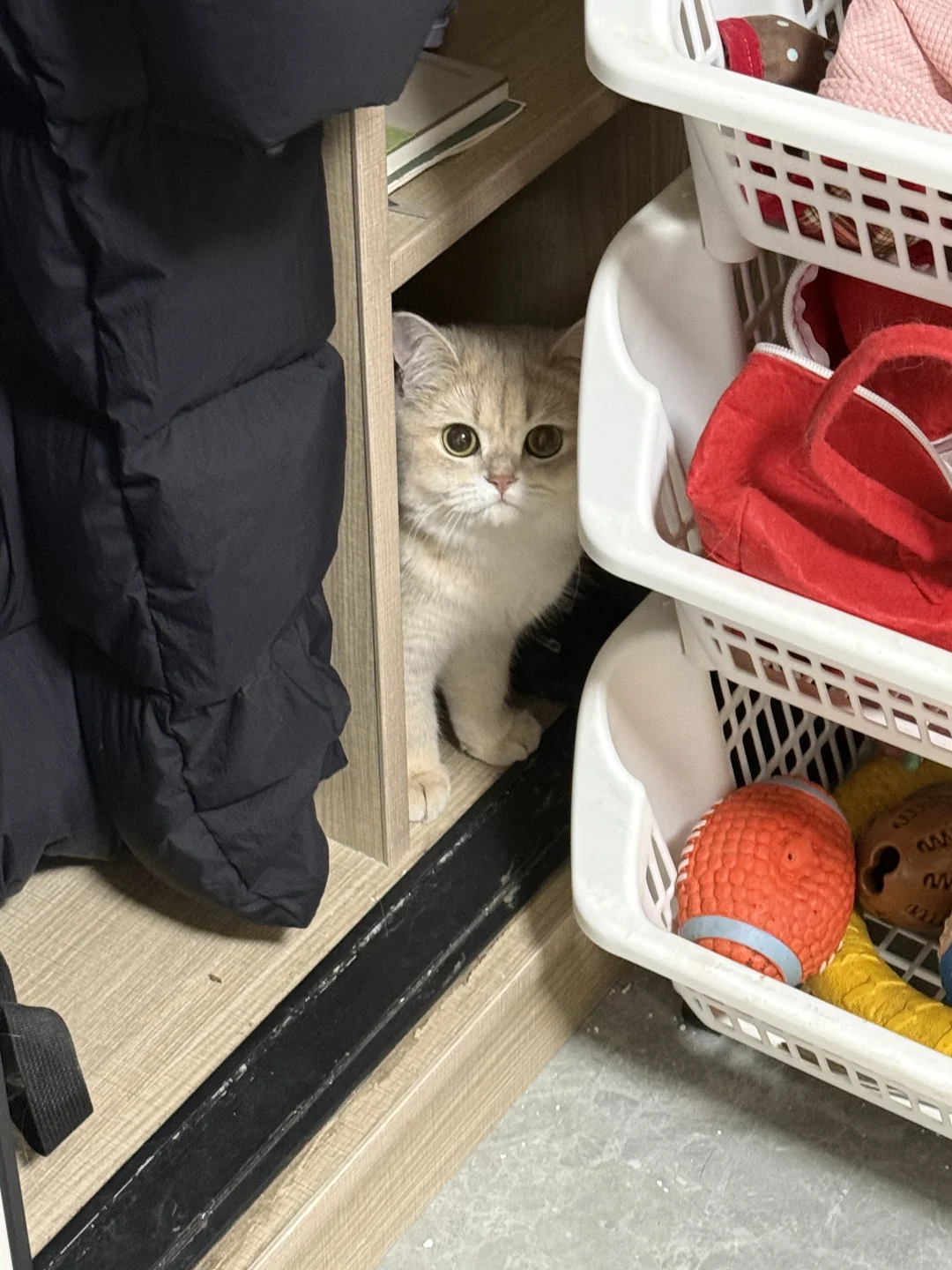 把朋友家的猫偷走她会发现吗？！