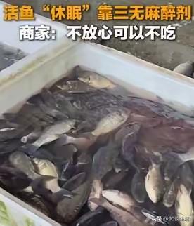 央视“麻醉鱼”的真相一曝光，简直震碎了我的三观！

见过给人打麻醉的，给活鱼加麻