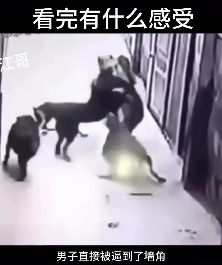 可怜爱狗人士
被自家狗群殴
养不熟的几只恶犬，突然袭击男主人，咬得男主人皮开肉绽