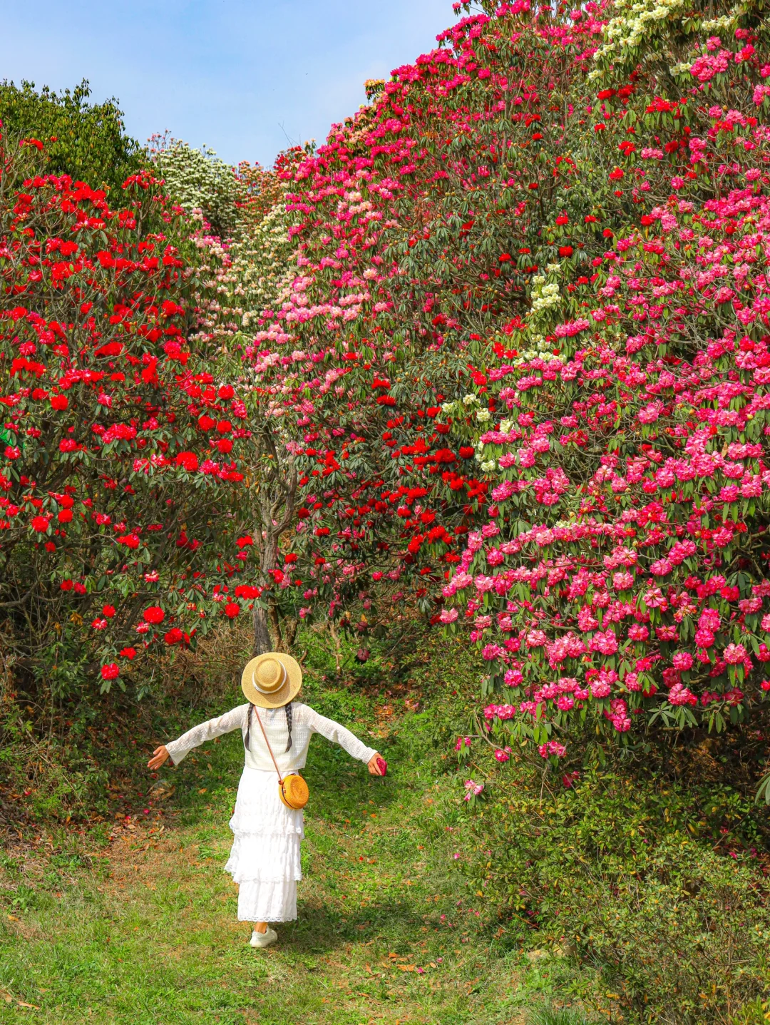 高铁直达！百里杜鹃迎来盛花期🌸美晕了😭