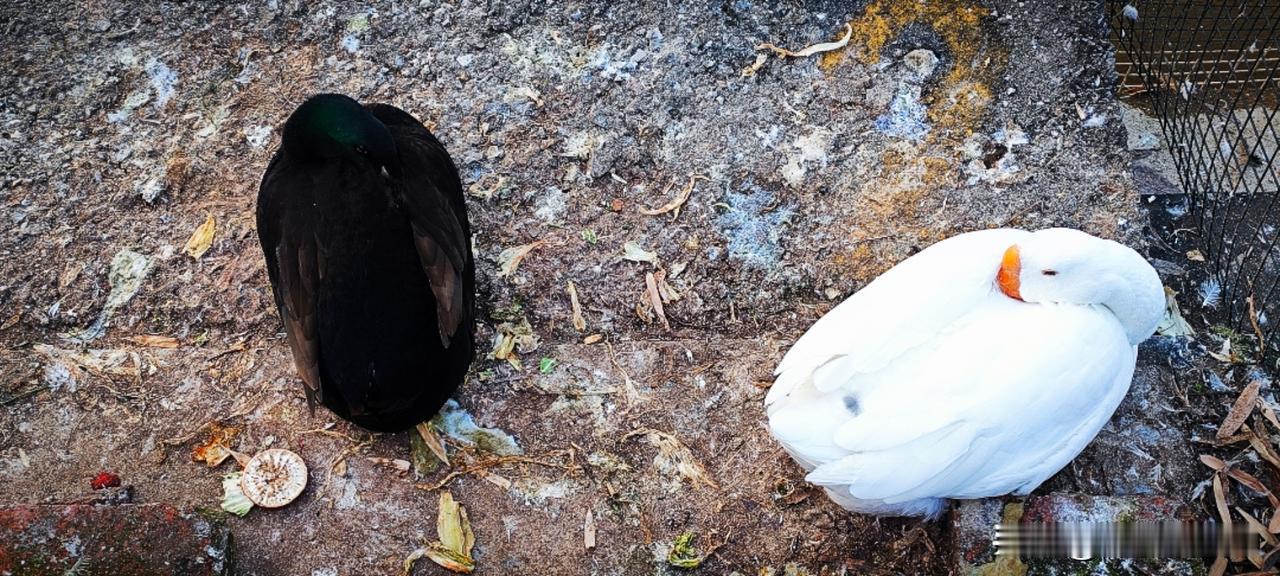 冬日生活打卡季平日里游弋水面的白鹅和黑鸭今日蜷缩在岸边。黑鸭把头藏在翅膀底下，白