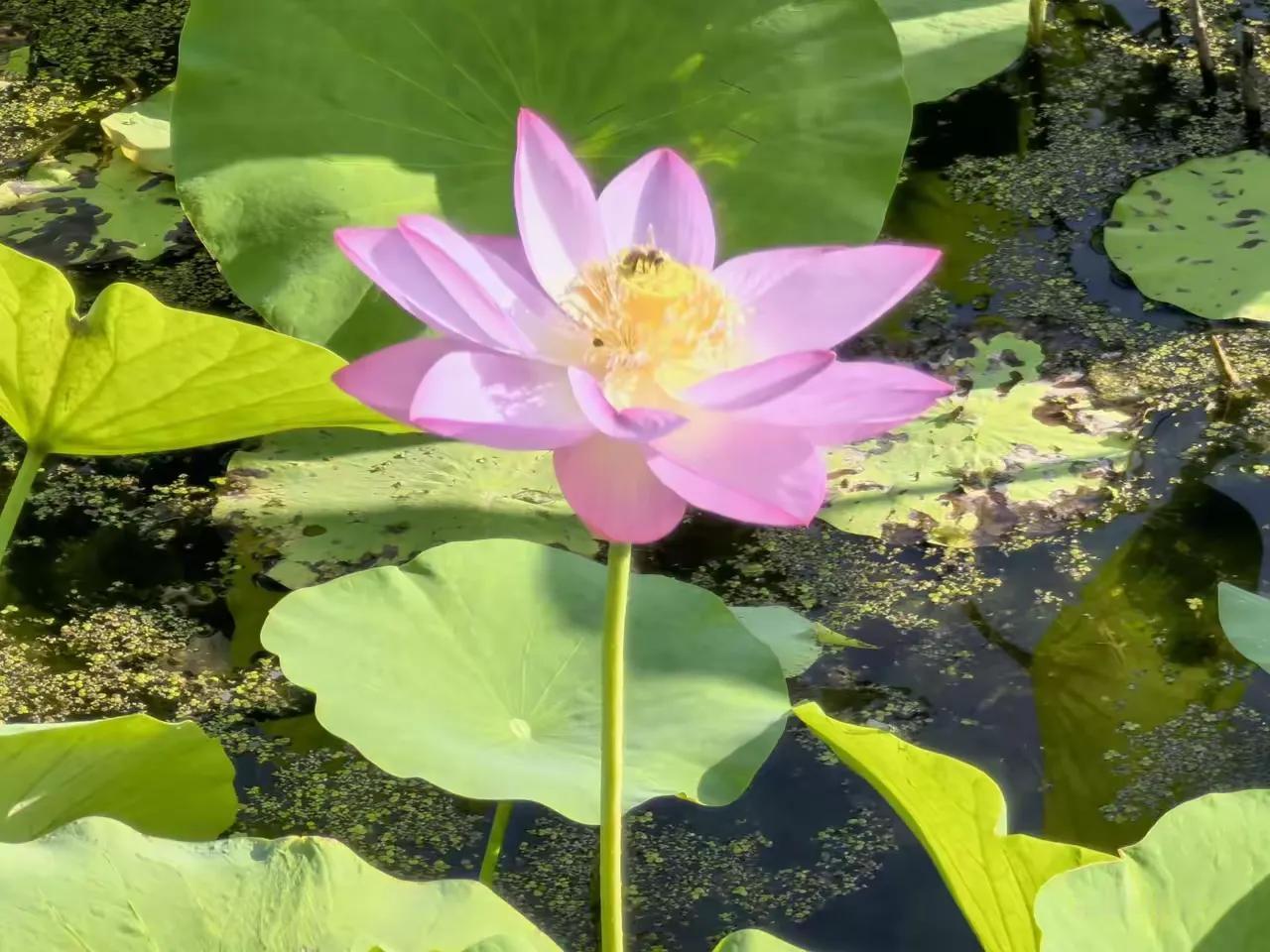 夏日荷花分外姣！