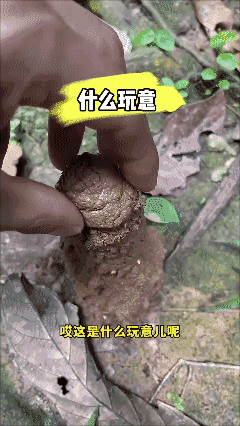 这又是啥玩意？
有知道的告诉一下[捂脸]