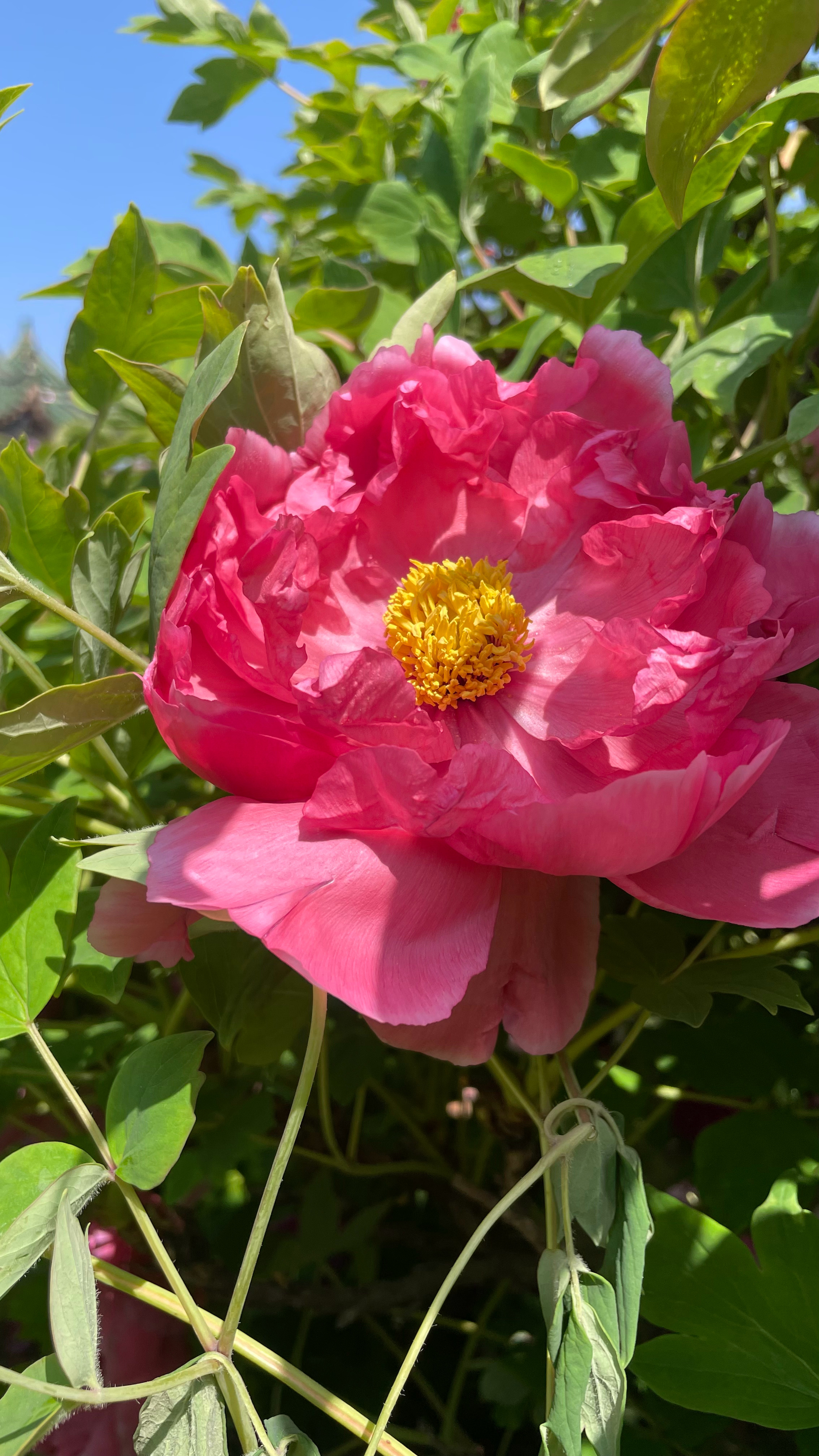 看花要趁早 不然会错过那些有风雨痕迹的很可惜 