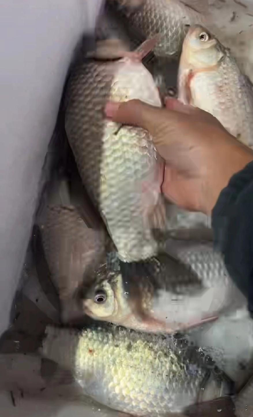 野钓鲫鱼该用多大的线多大的钩才最合适，是很多新手钓友的一个疑问。
其实同样是鲫鱼