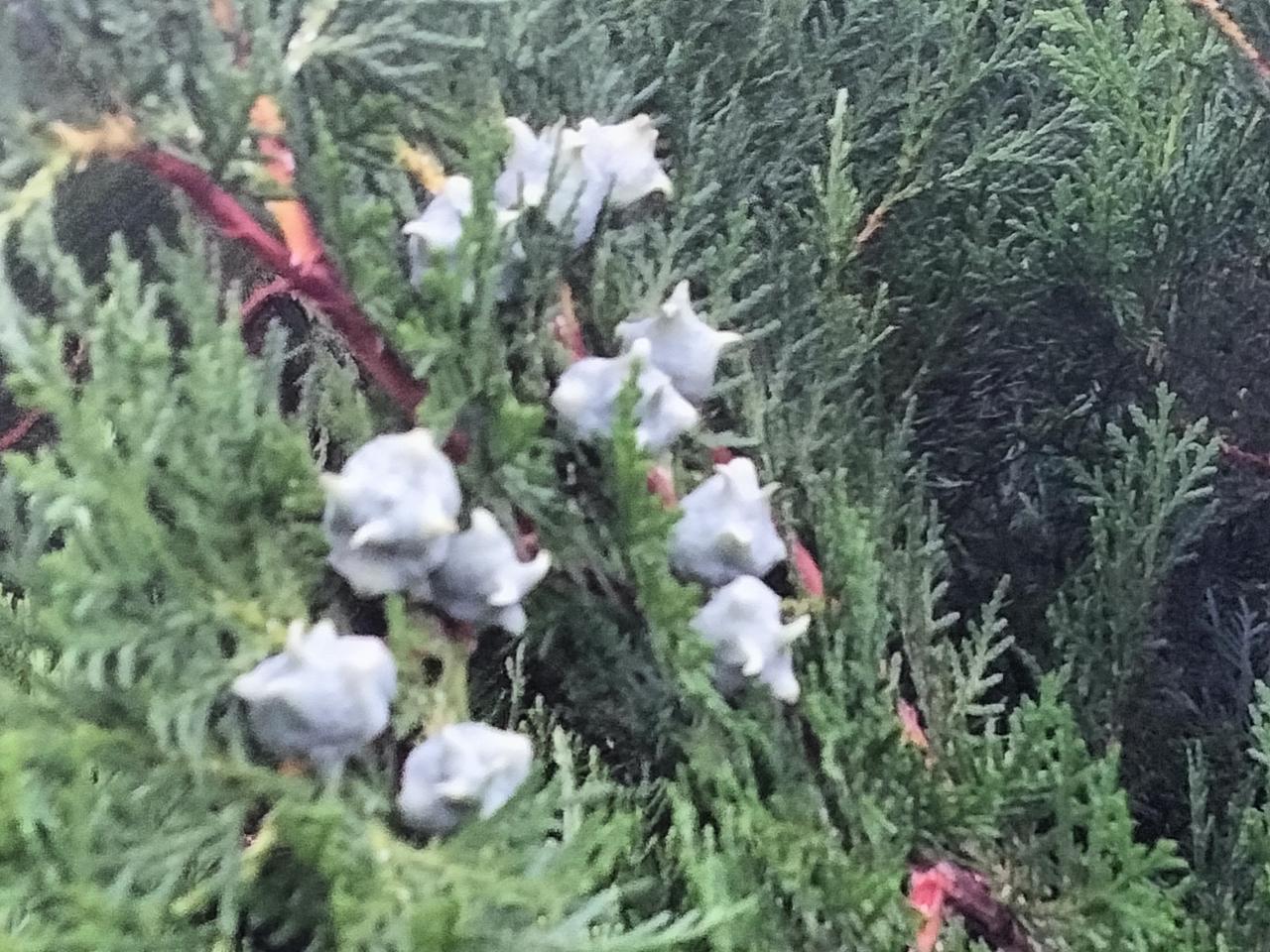侧柏果实，别具一格。