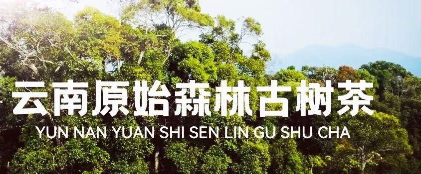 老曼峨2026年春茶
同样是咸鱼🐠为什么别人能翻身🔥你却粘锅➕因为你忘了加油