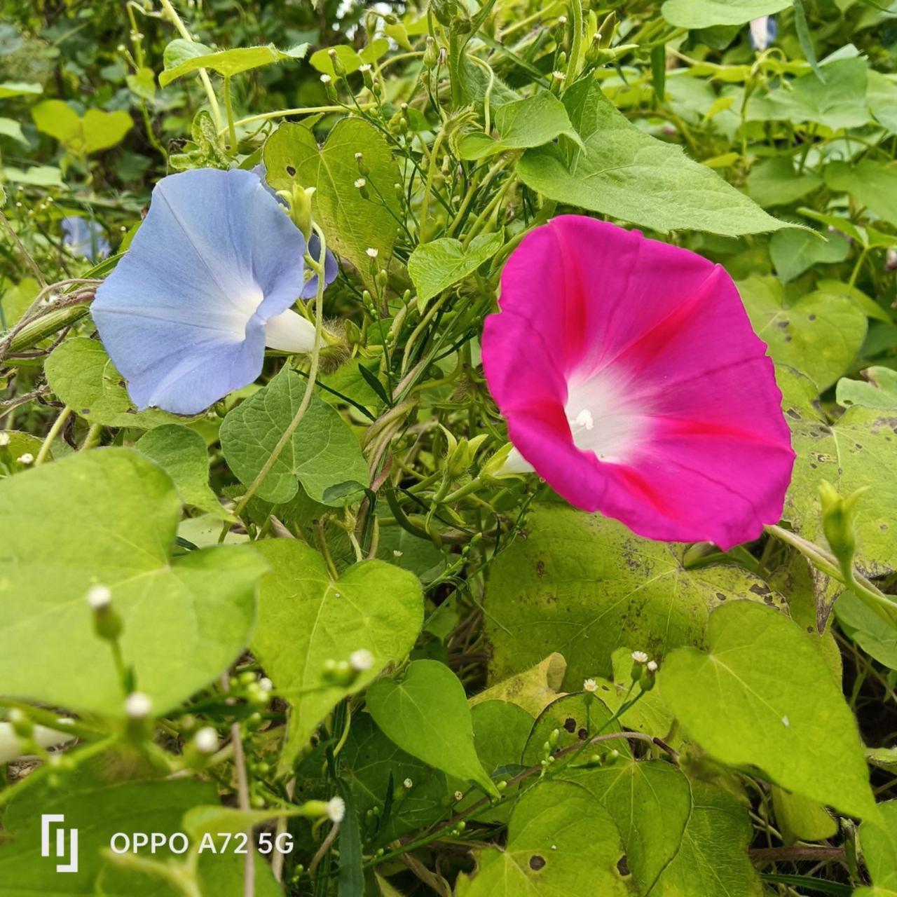 花开如此多娇