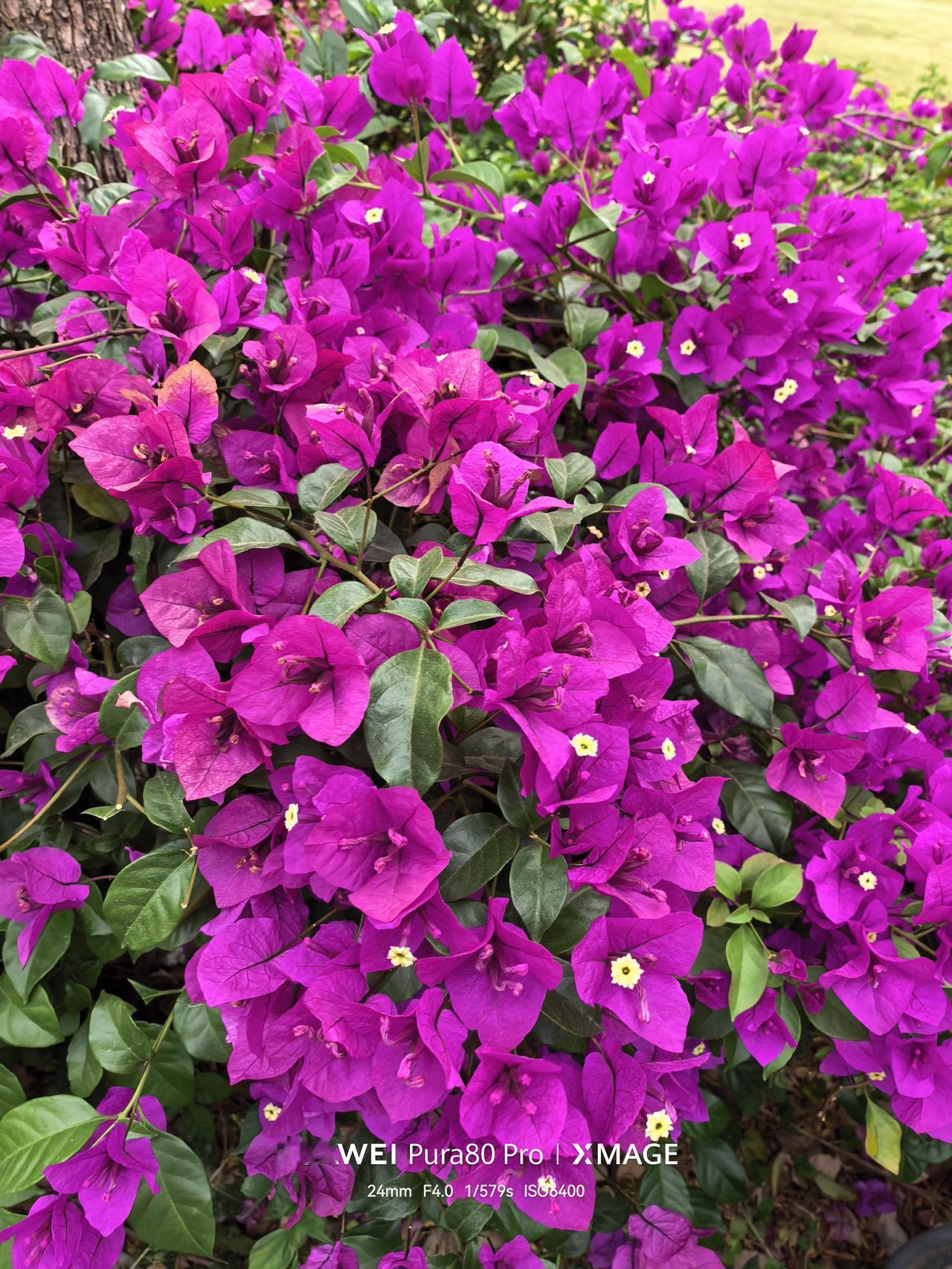 《红红的三角梅》
楼下的院墙，总在暮春时，被一片热烈的红点燃——那是三角梅开了。